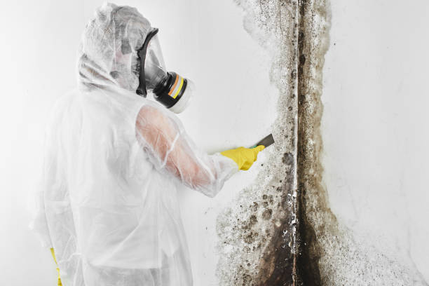 Office Mold Removal Services in Haliimaile, HI