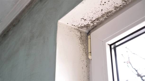 Best Black Mold Removal  in Haliimaile, HI