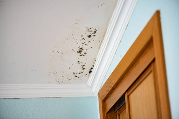 Best Office Mold Removal Services  in Haliimaile, HI