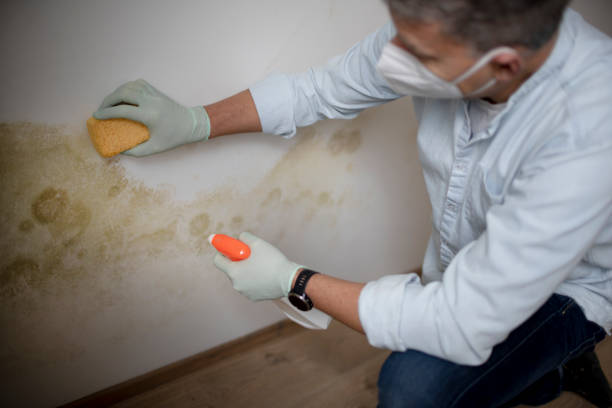 Best Crawl Space Mold Removal  in Haliimaile, HI
