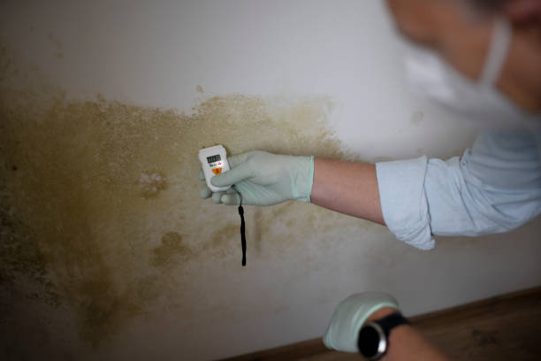 Best Certified Mold Removal  in Haliimaile, HI