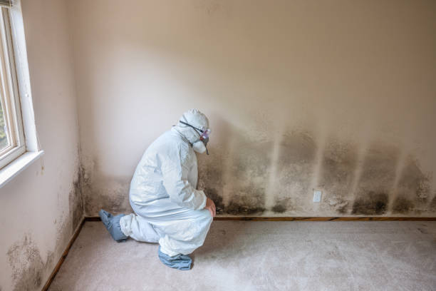 Best Mold Damage Repair  in Haliimaile, HI