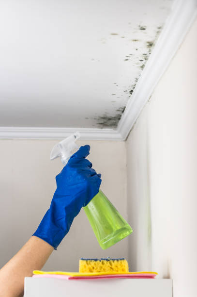 Best Toxic Mold Removal  in Haliimaile, HI